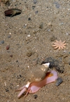 Colus sp. and Crossaster sp.