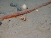 Hermit Crab