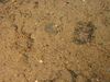 Sea spider