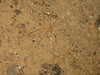 Colossendeis sp.