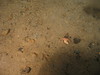Hermit Crab