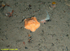 Cushion star (could be Anseropoda sp.)