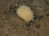 Sponge