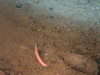 Hagfish