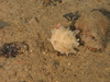 Polymastia sponge with Mysid sp.