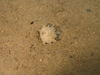 Polymastia sponge
