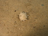 Polymastia sponge 