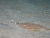 Hippoglossoides platessoides