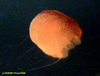Poralia sp. jelly, Ivory Coast