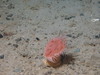 Anemone