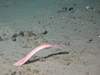 Hagfish