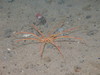 Colossendeis proboscidea