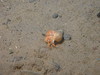 Hermit crab