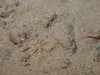 Sea Spider