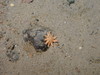 Crossaster sp.