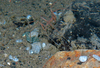 Sea spider