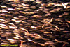 Unidentified tetraodontid fish