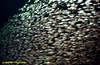 Unidentified tetraodontid fish
