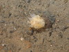 Polymastia sp.