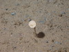 Stalked sponge