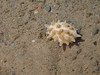 Polymastia sp.