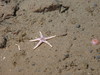 Henricia sp.