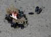 Hermit Crab