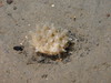 Polymastia sp.