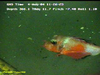 Orange & white gurnard