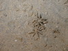 Pycnogonids
