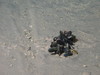 Mussels