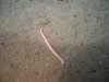 Hagfish