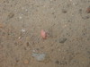 Amphipod