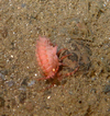 Amphipod
