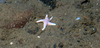Henricia sp.