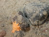 Crossater papposus