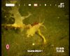 Amphipod