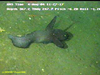 High fin tadpole fish