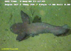 High fin tadpole fish