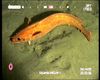 Red Speckled Rockling