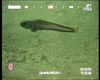 Eel Pout