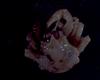 Lithodid Crab - Paralomis africana