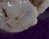 Lithodid Crab - Paralomis africana