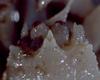 Lithodid Crab - Paralomis africana