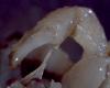Lithodid Crab - Paralomis africana