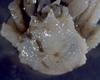 Lithodid Crab - Paralomis africana