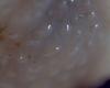Lithodid Crab - Paralomis africana