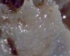 Lithodid Crab - Paralomis africana