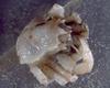Lithodid Crab - Paralomis africana