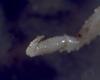 Lithodid Crab - Paralomis africana